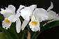 C. trianaei var. alba 'Aranka Germaske'