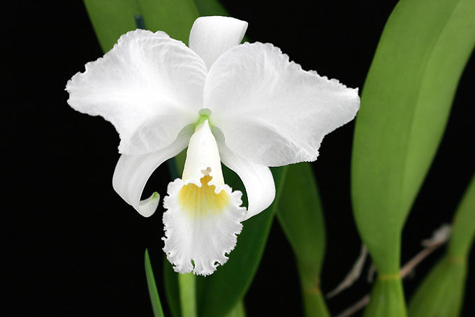 C. trianaei var. alba 'No.1'