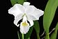 C. trianaei var. alba 'No.1'