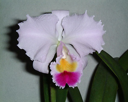 C. trianaei 'A.C.Burrage'