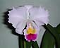 C. trianaei 'A.C.Burrage'