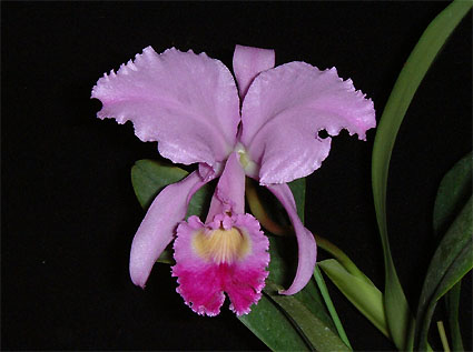 C. trianaei 'K-94'