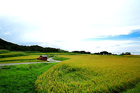 新潟県　米山の棚田