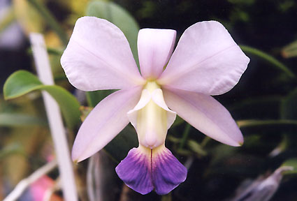 C. walkeriana var. coerulea x sib