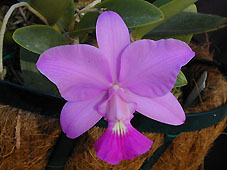 C. walkeriana 'Chikako'