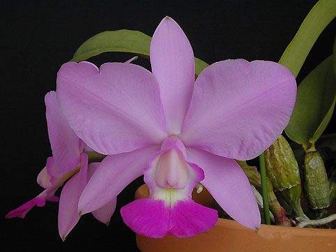 C. walkeriana pendentive strain 'Cool Guy'