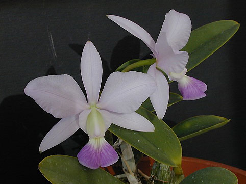 C. walkeriana var. coerulea 'Iwashita'
