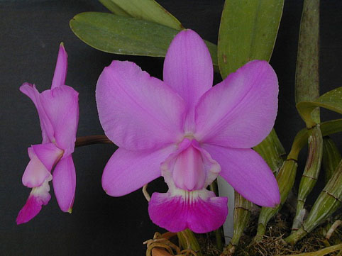 C. walkeriana (alba 'Pendentive' x self) x 'Faceira'