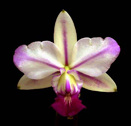 C. walkeriana var. flamea 'Andre the Giant'