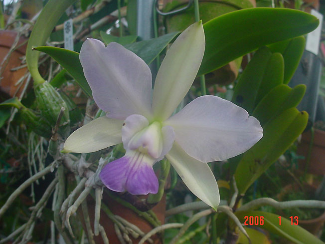 C. walkeriana var. coerulea