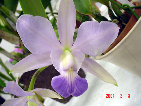 C. walkeriana var. coerulea 'Passalinho Azul'