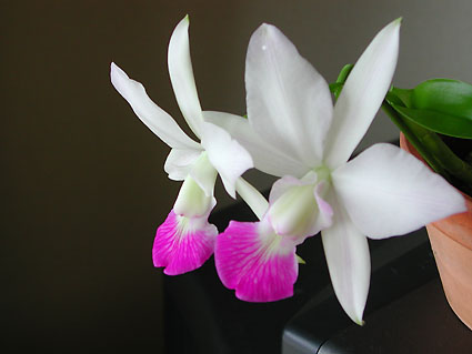 C. walkeriana var. s/a 'Nalo'