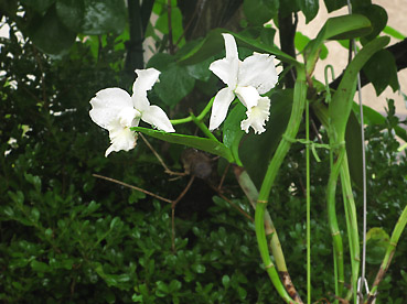 C. Hawaiian Weding Song