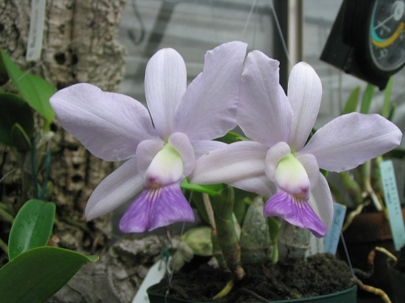 C. walkeriana var. coerulea