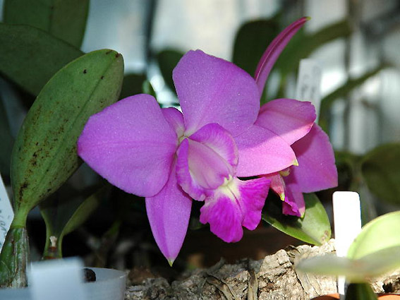 C. walkeriana