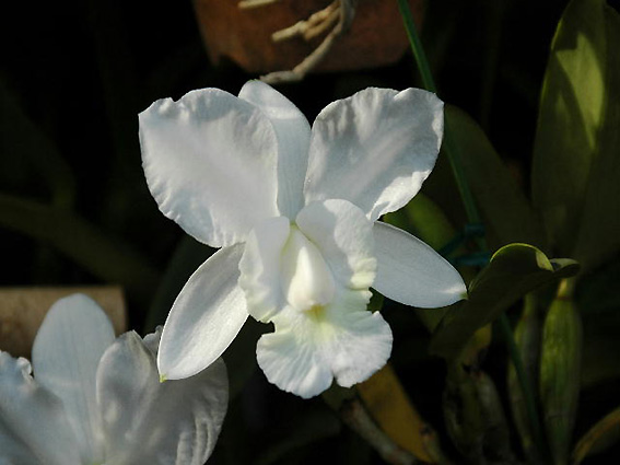 C. walkeriana var. alba