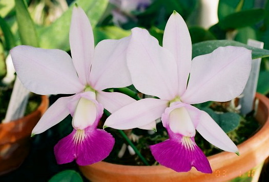 C. walkeriana s/a 'Sano' x aquinii 'Gloriosa'