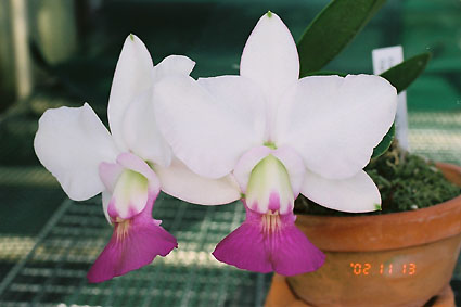 C. walkeriana var. s/a 'Tokyo No.1'