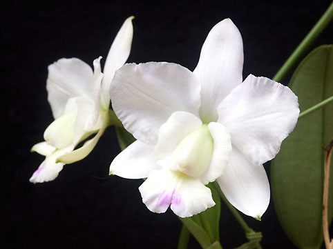 C. walkeriana var. s/a 'Kenny'