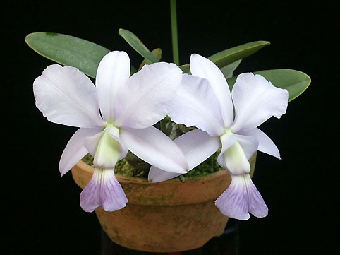 C. walkeriana var. coerulea 'San Gabriel'