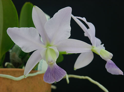 C. walkeriana var. coerulea 'Iwashita'