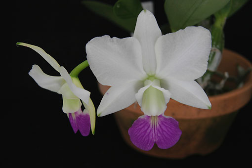 C. walkeriana var. s/a 'Tokyo No.1' x 'Sancha select'