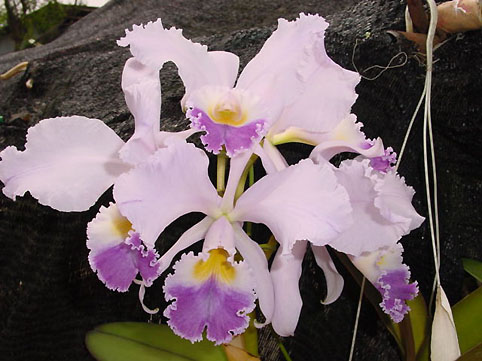 C. warneri var. coerulea 'Ohharano'