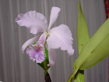 C. warnery var. coerulea