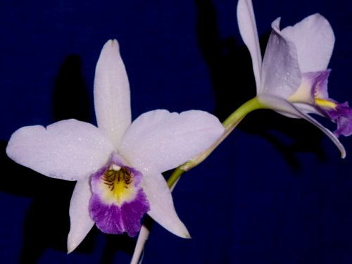 L. anceps var. coerulea 'Geinz'