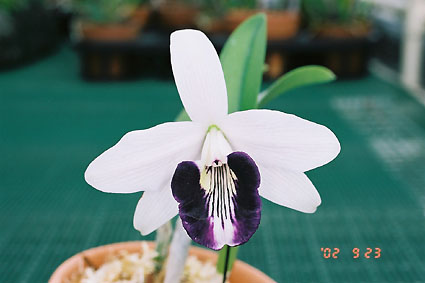 L. dyana var. coerulea