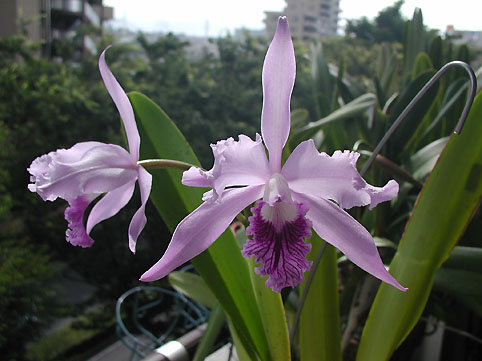 L. lobata var. coerulea