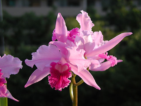 L. lobata var. tipo