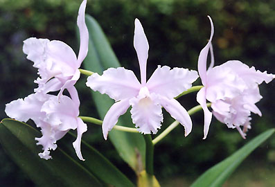 L. lobata var. concolor 'Misato'