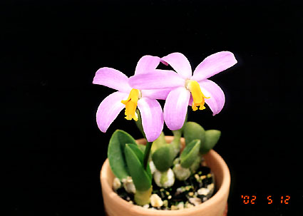 L. lucasiana