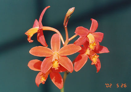 L.milleri ( Fabiana x M-1 )