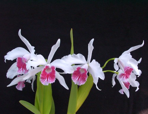 L. purpurata var. carnea