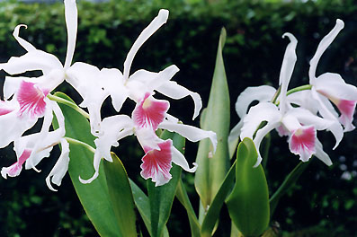 L. purpurata var. carnea