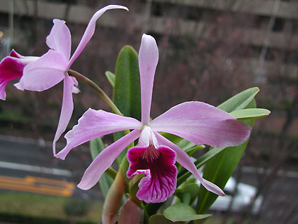 L. purpurata var. pumilum