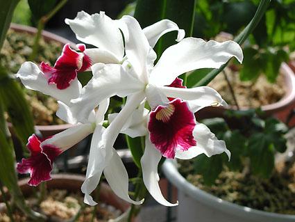 L. purpurata var. semi-alba 'Ruby'