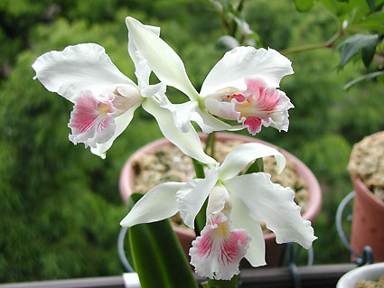 L. purpurata var. carnea 'Sodalite'