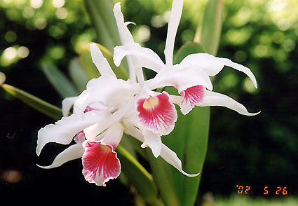 L. purpurata var. carnea