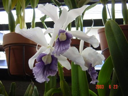 L. purpurata var. werkhaeuserii