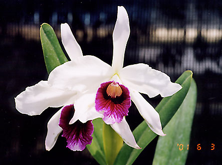 L. purpurata 'Cindarosa'