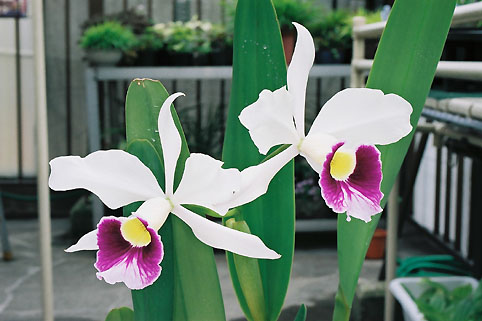 L. purpurata var. semi-alba 'Tycon'