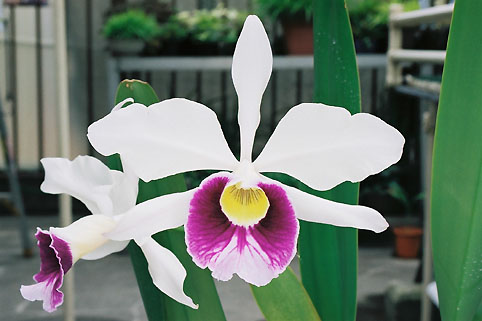 L. purpurata var. semi-alba 'Tycon'