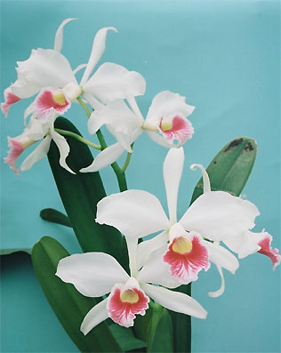 L. purpurata var. carnea