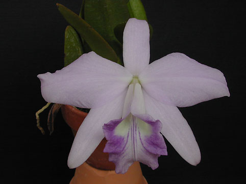 L. sincorana var. coerulea - カトレアの部屋 Abiko Orchid Room -