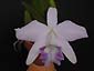 L. sincorana var. coerulea