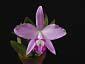 L. sincorana var. tipo
