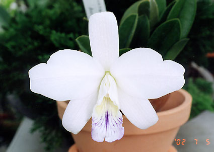 L. sincorana var. coerulea 'Aniel' (MC)
